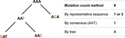 IgTreeZ, A Toolkit for Immunoglobulin Gene Lineage Tree-Based Analysis, Reveals CDR3s Are Crucial for Selection Analysis